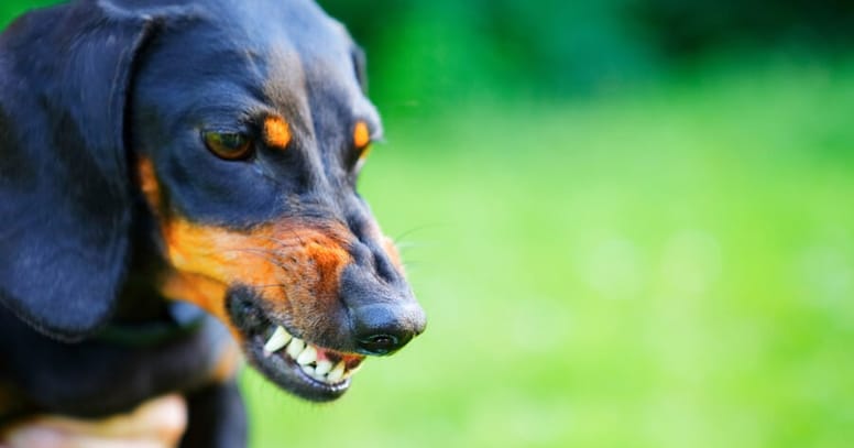 Hund Knurrt Wenn Jemand Ins Zimmer Kommt Mein Hund knurrt mich oder andere an: Warum und was tun?